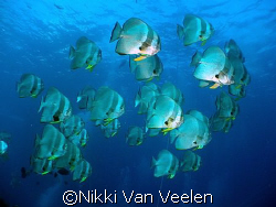 Batfish on the Thistlegorm taken with E300. by Nikki Van Veelen 